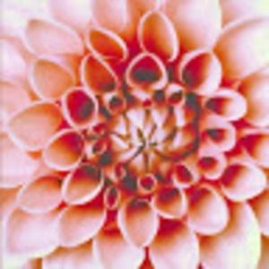 Meet your Posher, Ayy